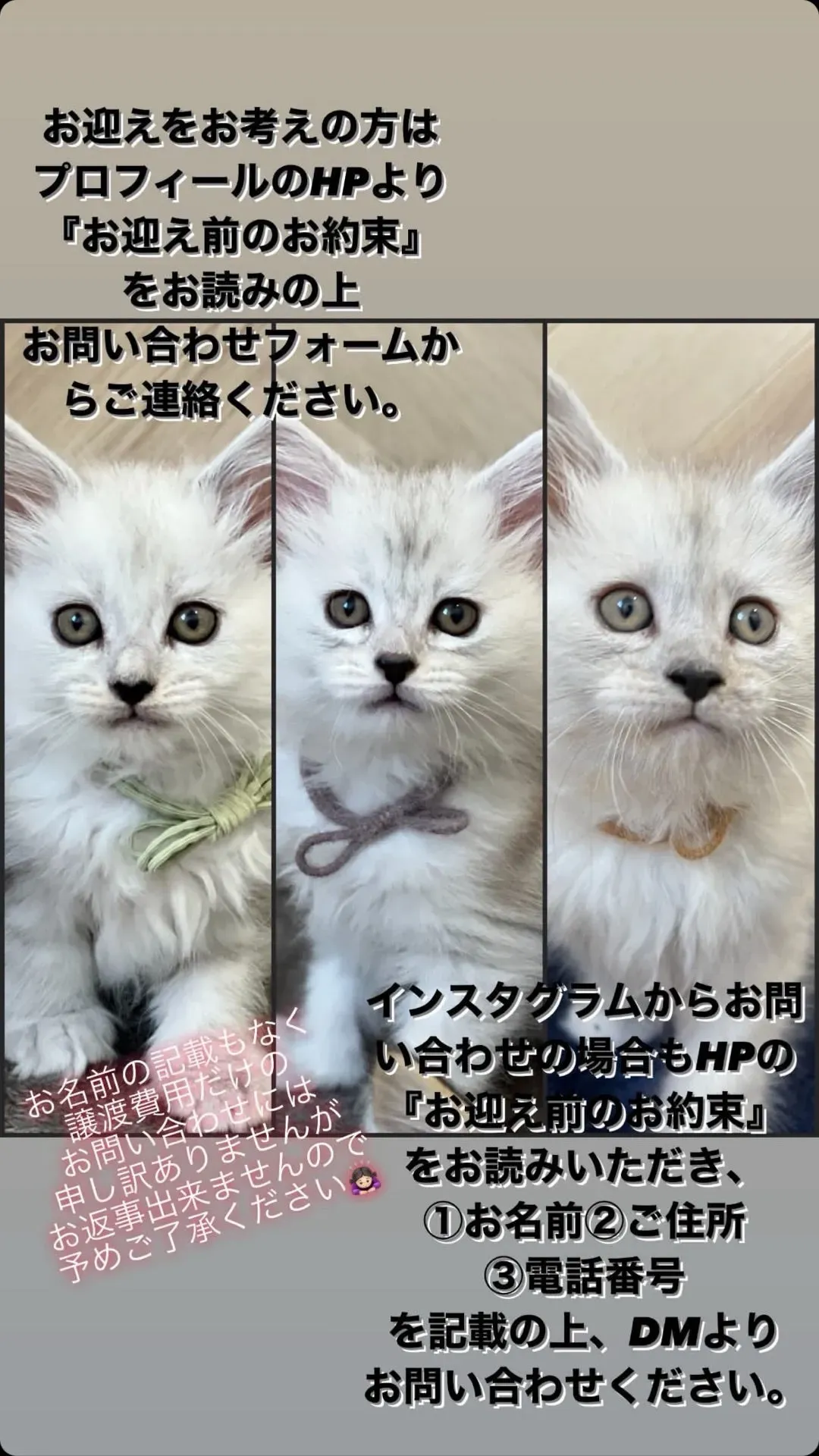 松本 市 猫 ブリーダー徹底解説！安心して子猫を迎える秘訣